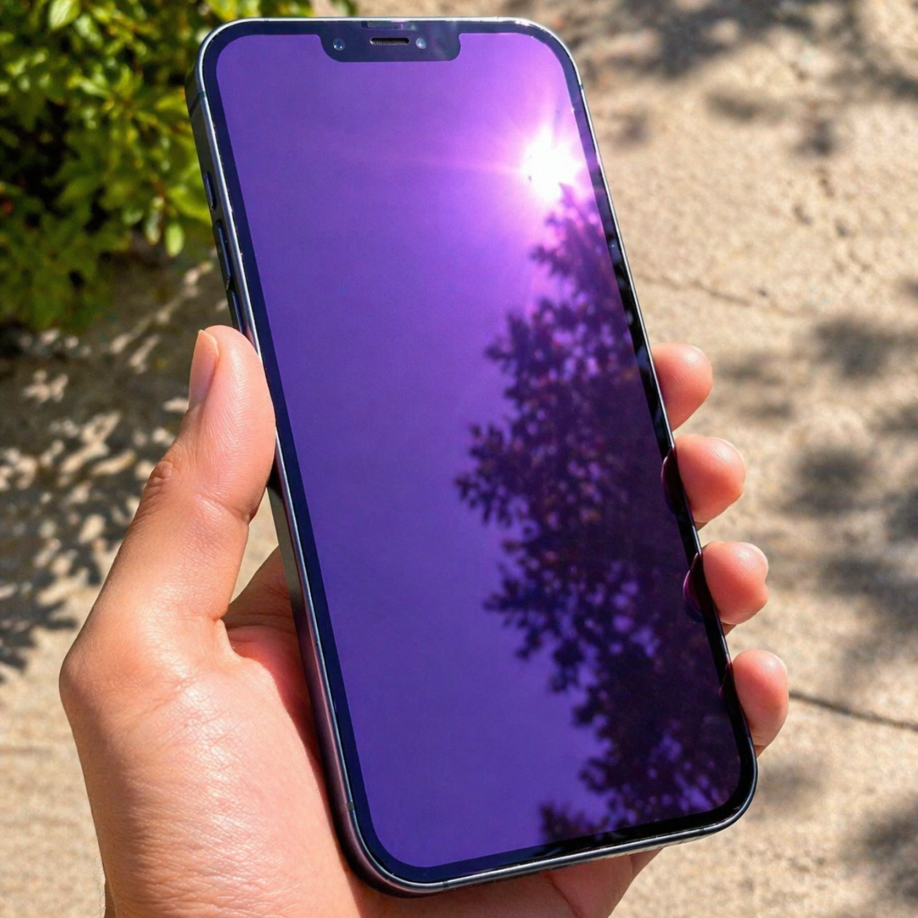 Mica Hidrogel PURPURA Celular